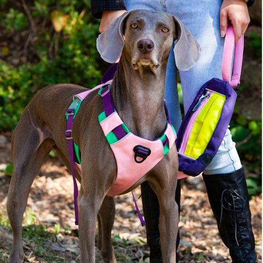 Modern Harness and Leash For Large Dog